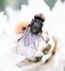 249838 – Photo : Renko Usami – France (59)